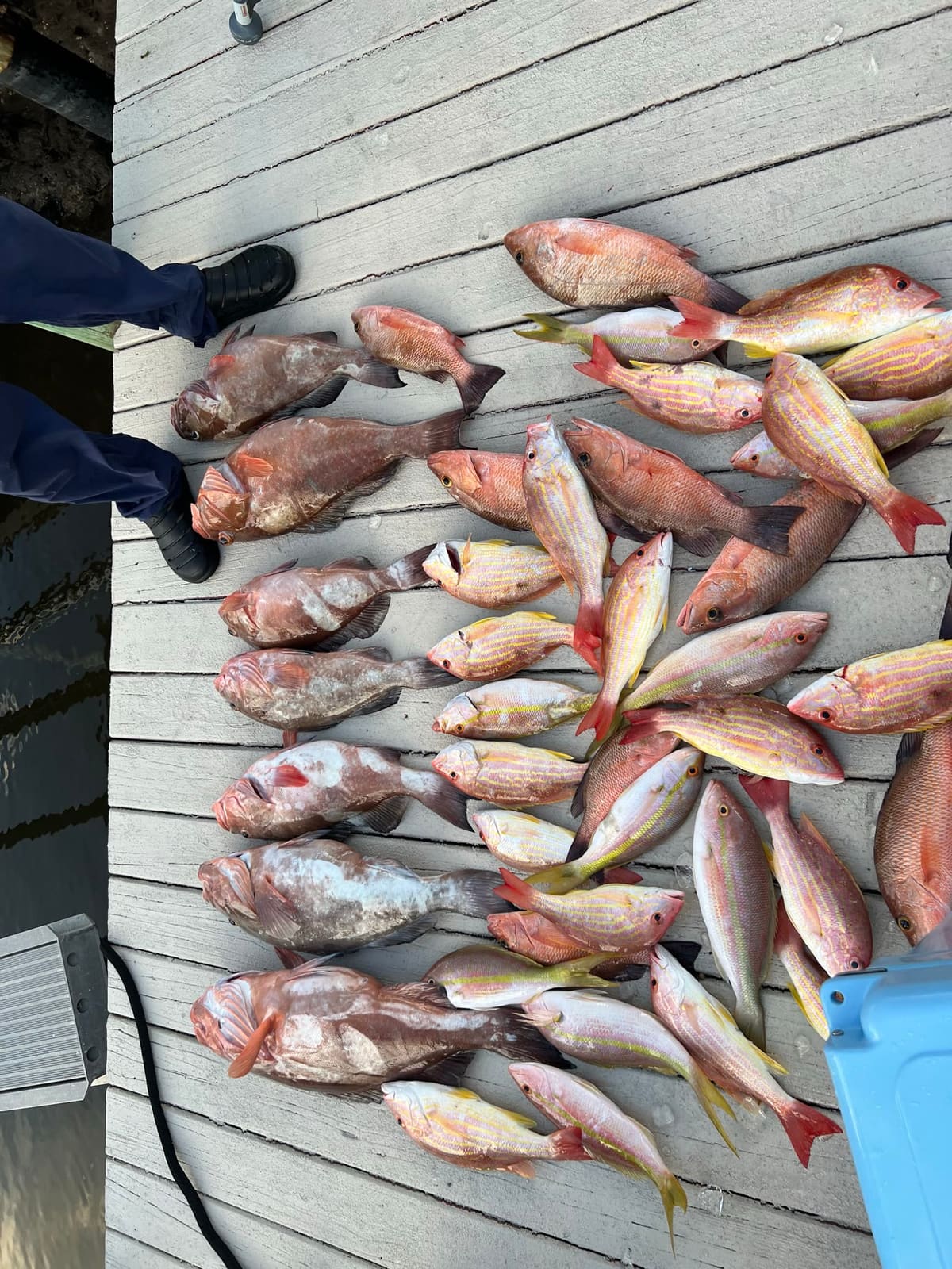 A large pile of yellowtail snapper and grouper laid out on a dock