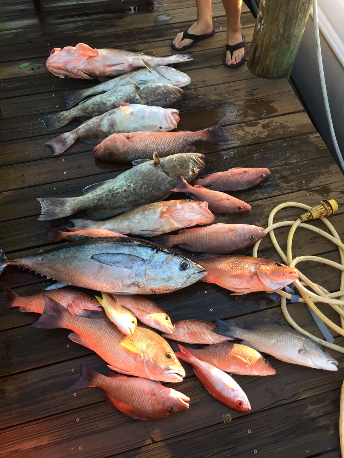 About sixteen fish laid out on a dock, mostly red snapper with several grouper