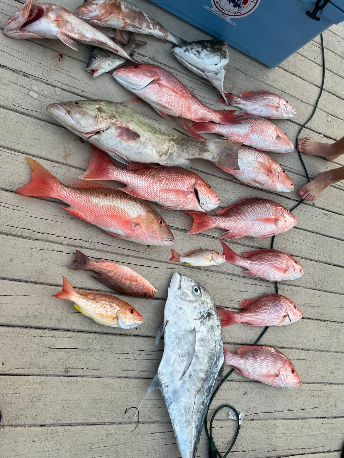 Around fifteen fish on a dock, mostly red snapper with grouper mixed in