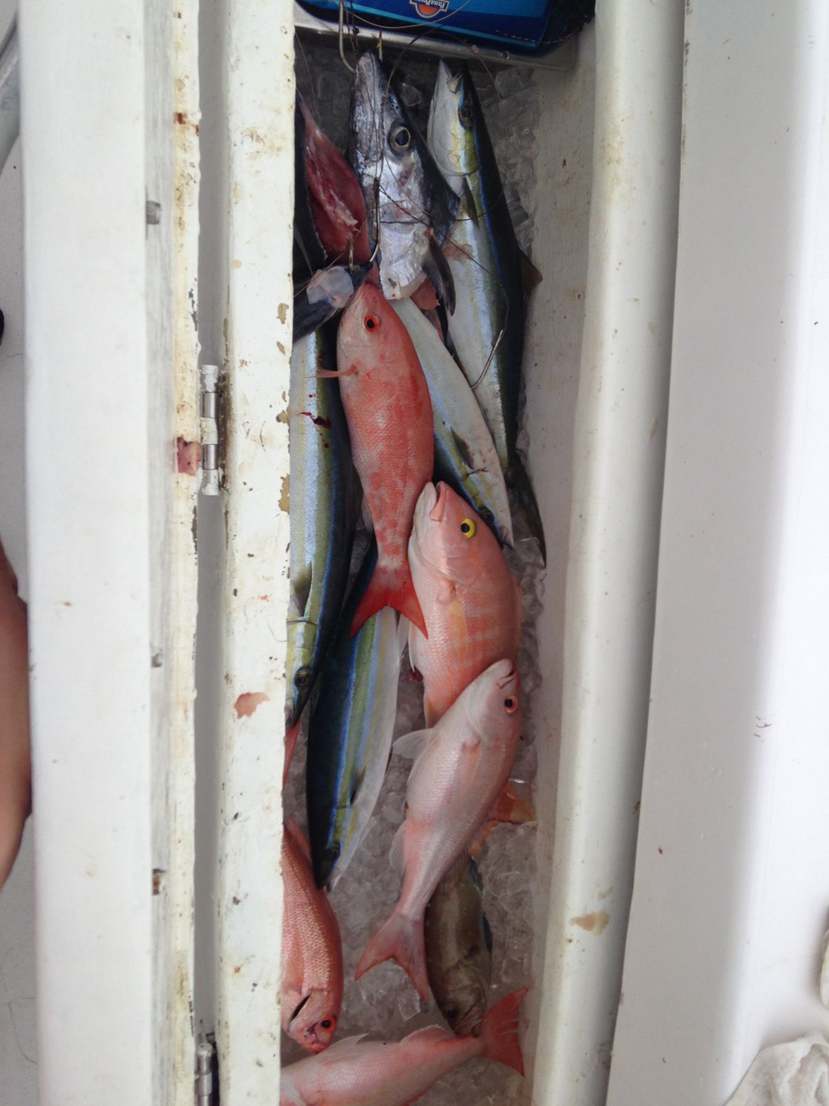 Several fish including a tuna and snapper lie packed in ice inside a boat storage compartment.