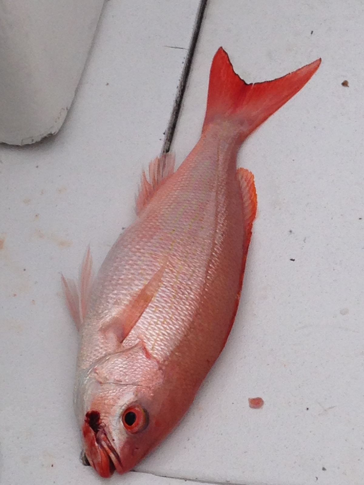 A single red snapper fish lies on a white boat deck.