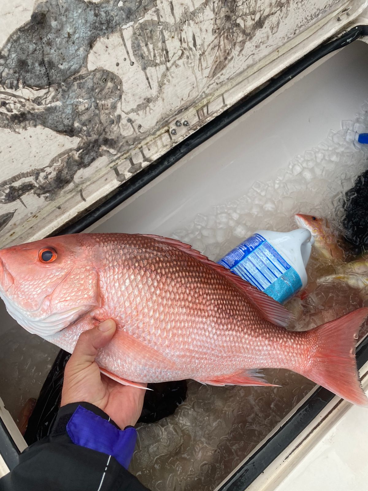 A hand holds a red snapper over an open ice-filled fish box on a boat.