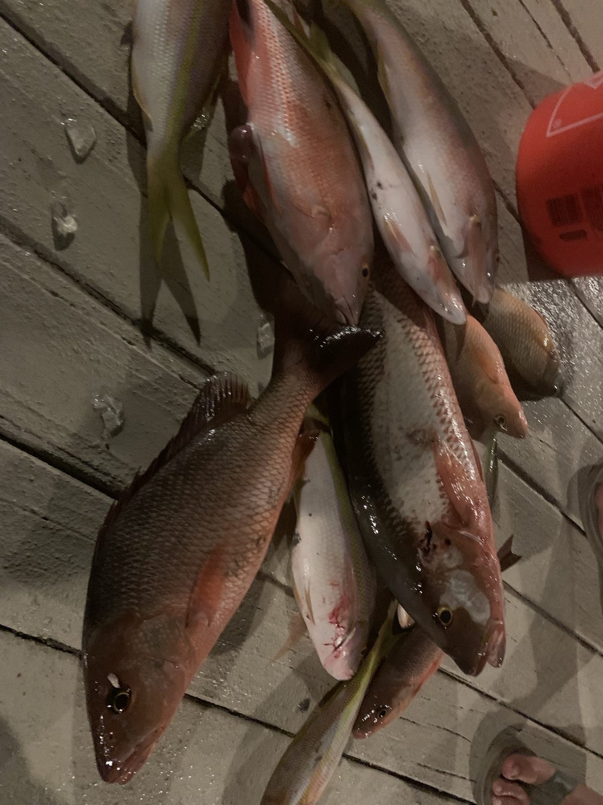 Mangrove snapper and yellowtail snapper lying on a boat deck after a trip