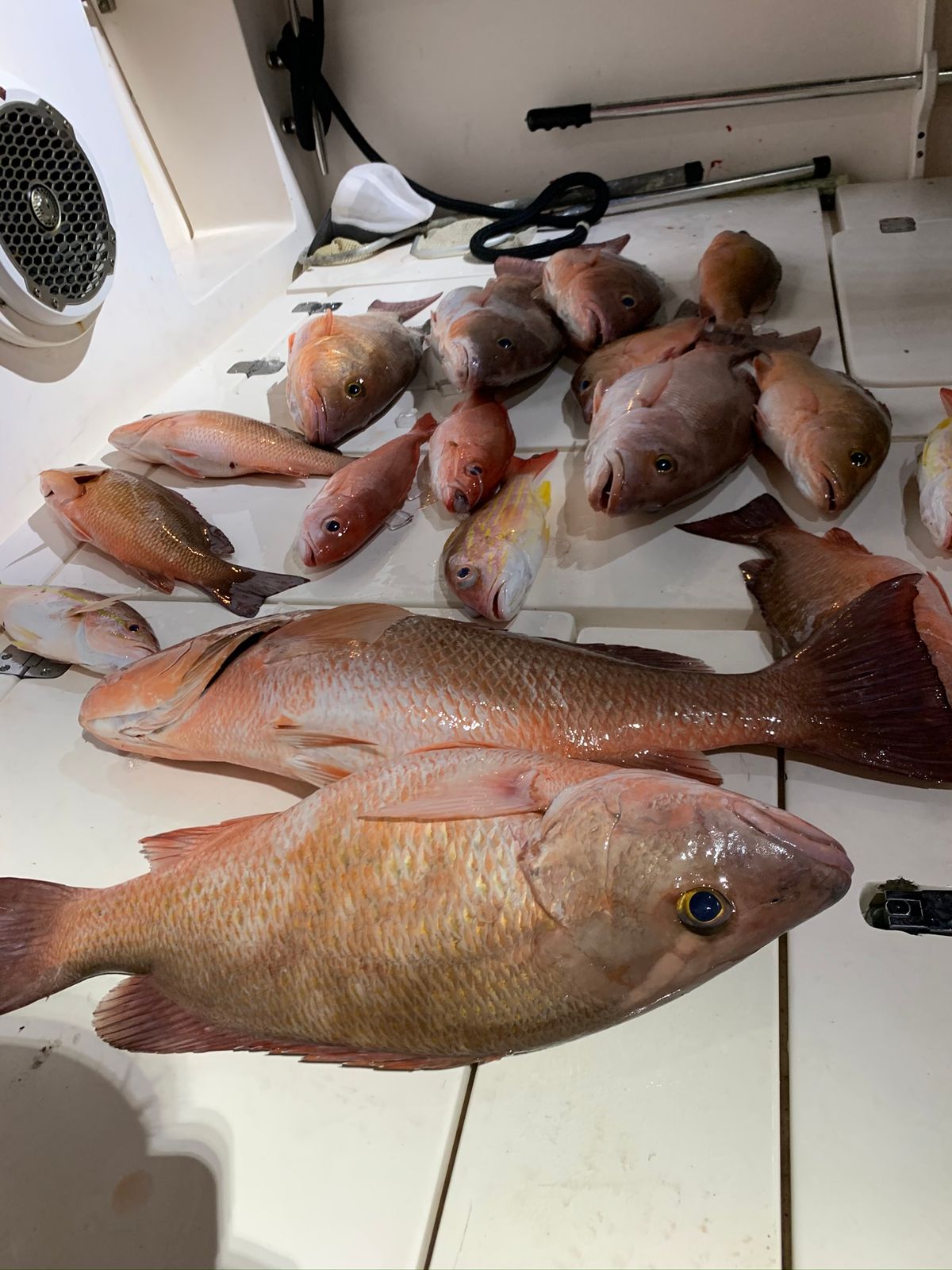 A large catch of mutton snapper and other reef fish laid out in a boat storage compartment.