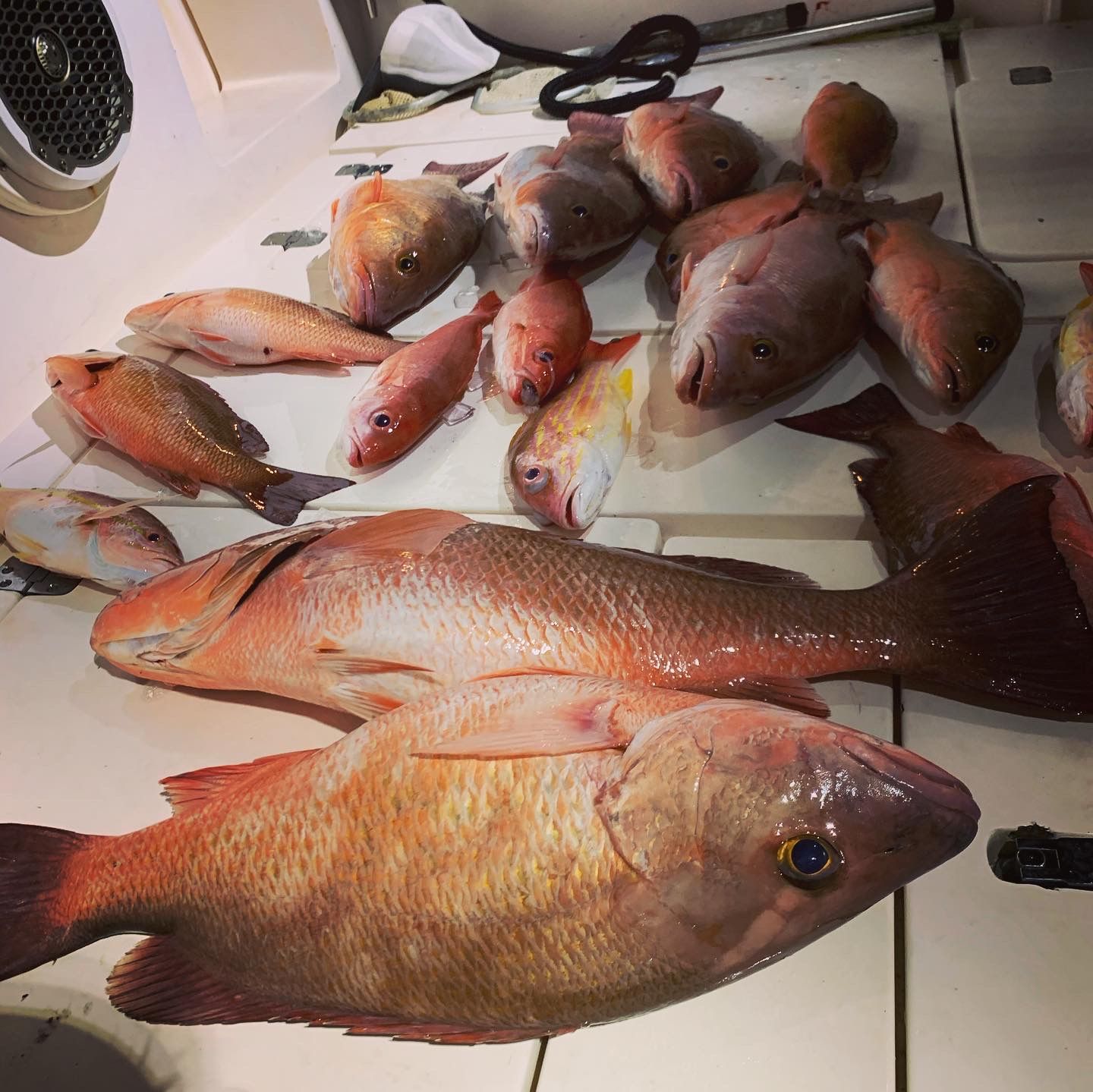 A pile of red snapper fish laid out on a white boat deck.