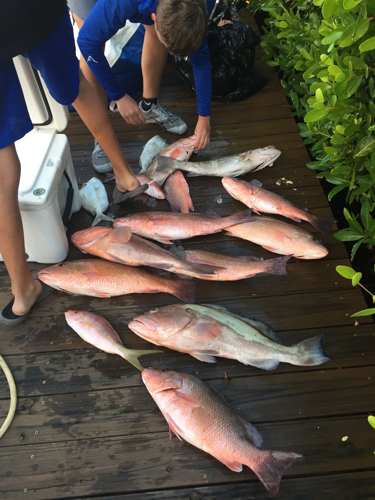 A large catch of snapper and grouper laid out on a wooden dock next to a cooler and mangrove bushes.