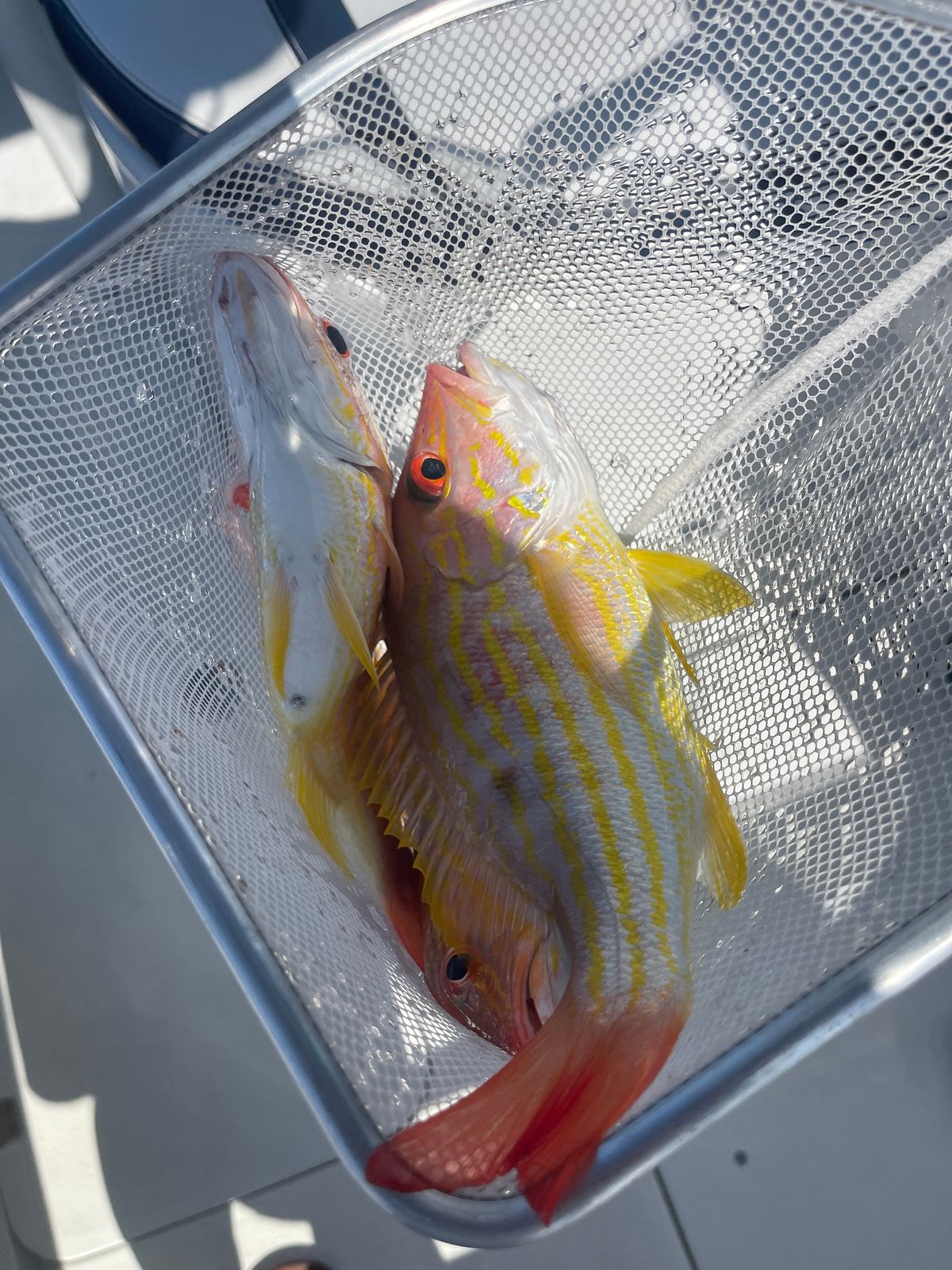 Two yellow striped lane snapper lie close together in a metal mesh fish basket.